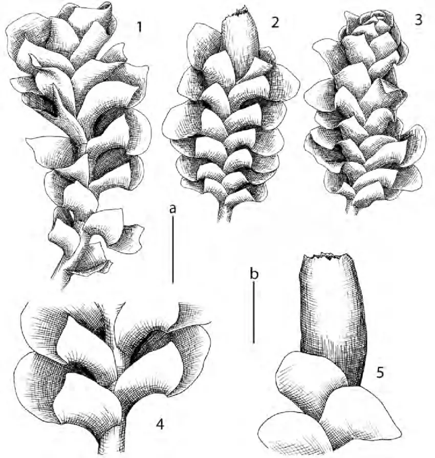 Scapania-curta-Mart-Dumort-1-habit-dorsal-view-2-perianthous-plant-dorsal-view.png