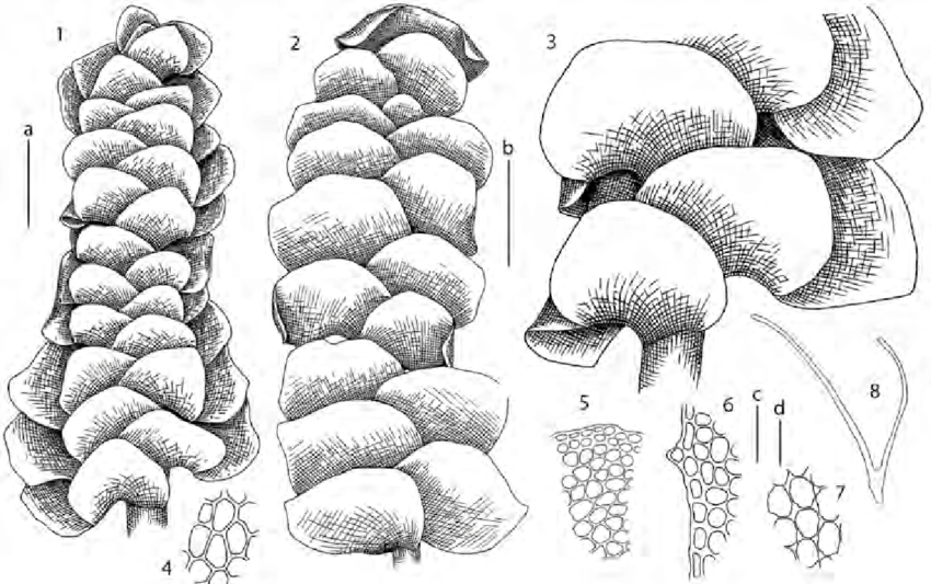 Scapania-degenii-Schiffn-ex-Muell-Frib-1-habit-dorsal-view-2-habit-ventral-view-3.png