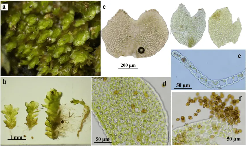 Scapania-glaucocephala-a-habitus-b-shoots-c-leaves-d-leaf-cells-and-oil.png