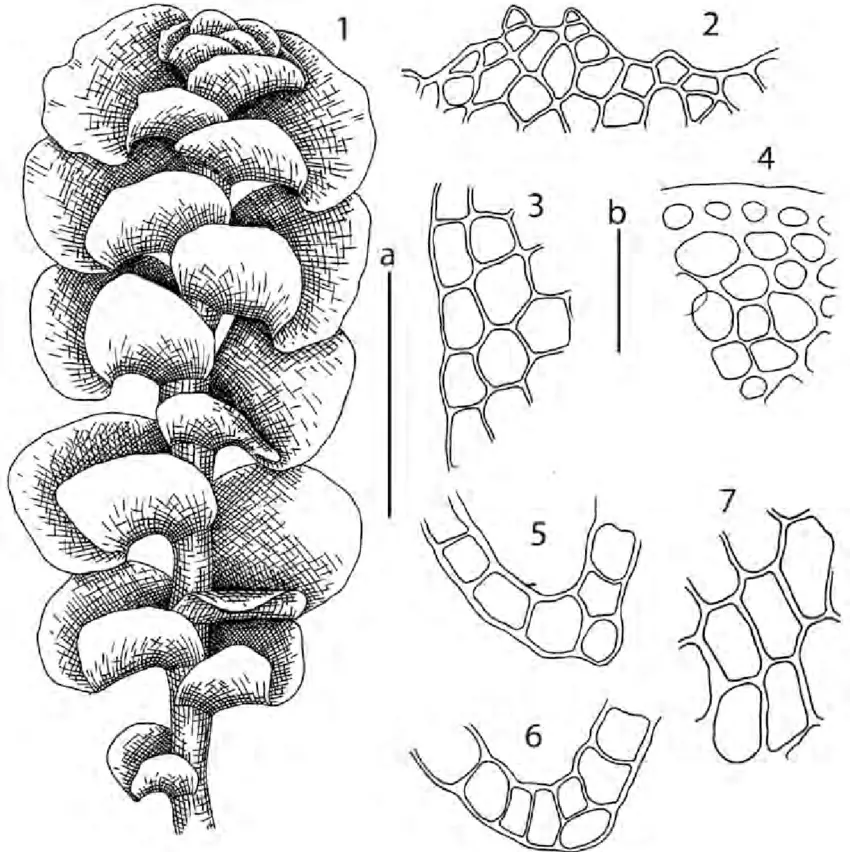 Scapania-irrigua-Nees-Dumort-1-habit-dorsal-view-2-leaf-apex-3-leaf-margin-4.png