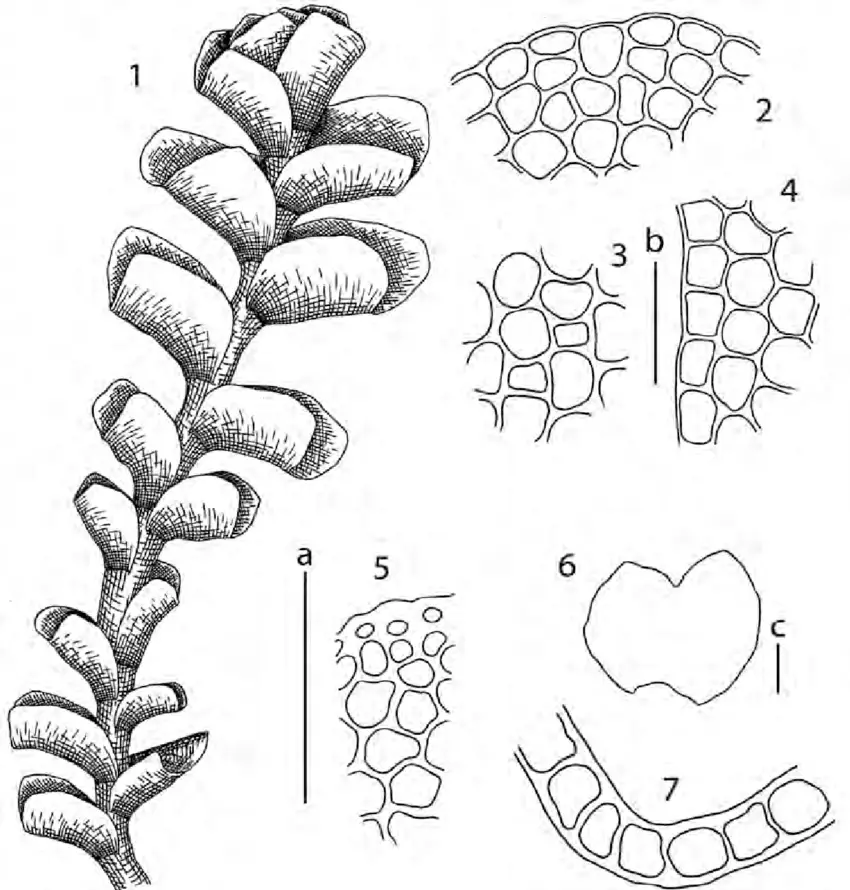 Scapania-obscura-Arnell-et-CEO-Jensen-Schiffn-1-habit-dorsal-view-2-leaf-apex.png