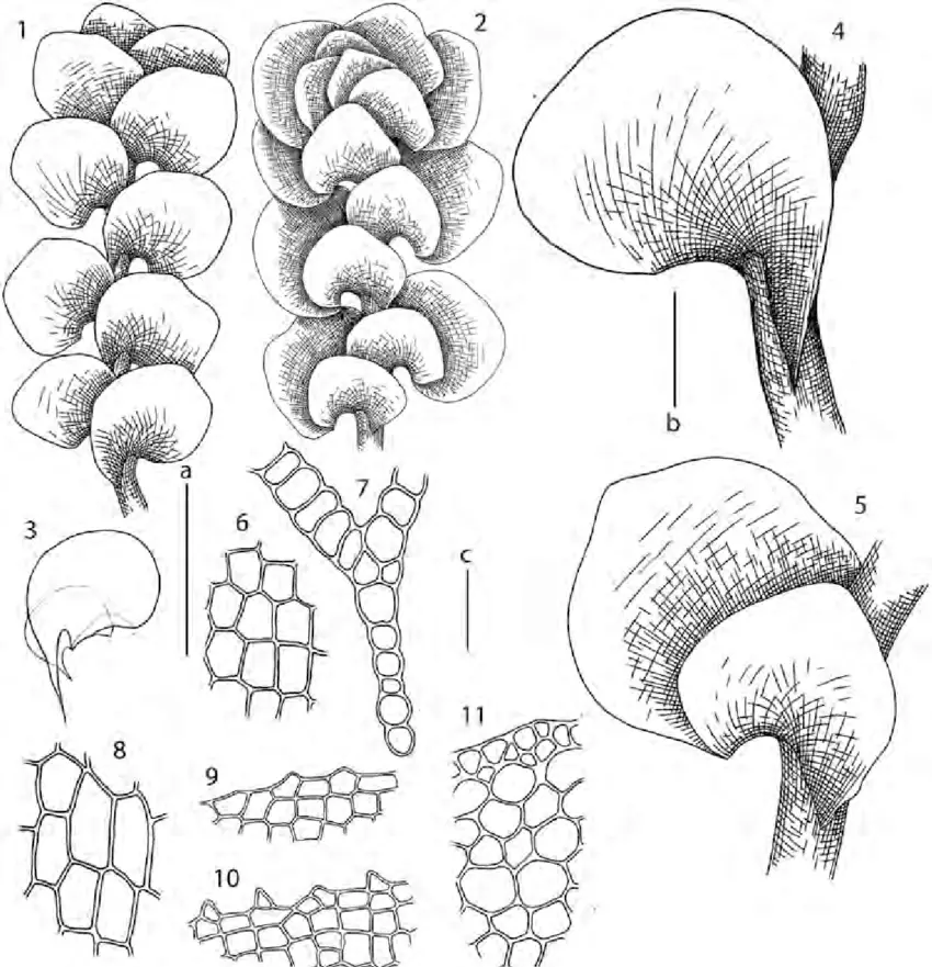 Scapania-paludosa-Muell-Frib-Muell-Frib-1-habit-ventral-view-2-habit-dorsal.png