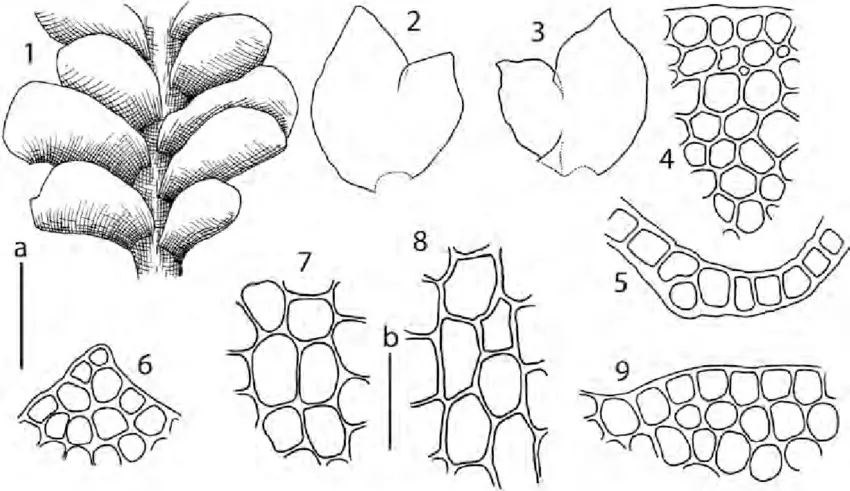 Scapania-praetervisa-Meyl-1-part-of-shoot-ventral-view-2-3-leaves-4-stem-cross.png