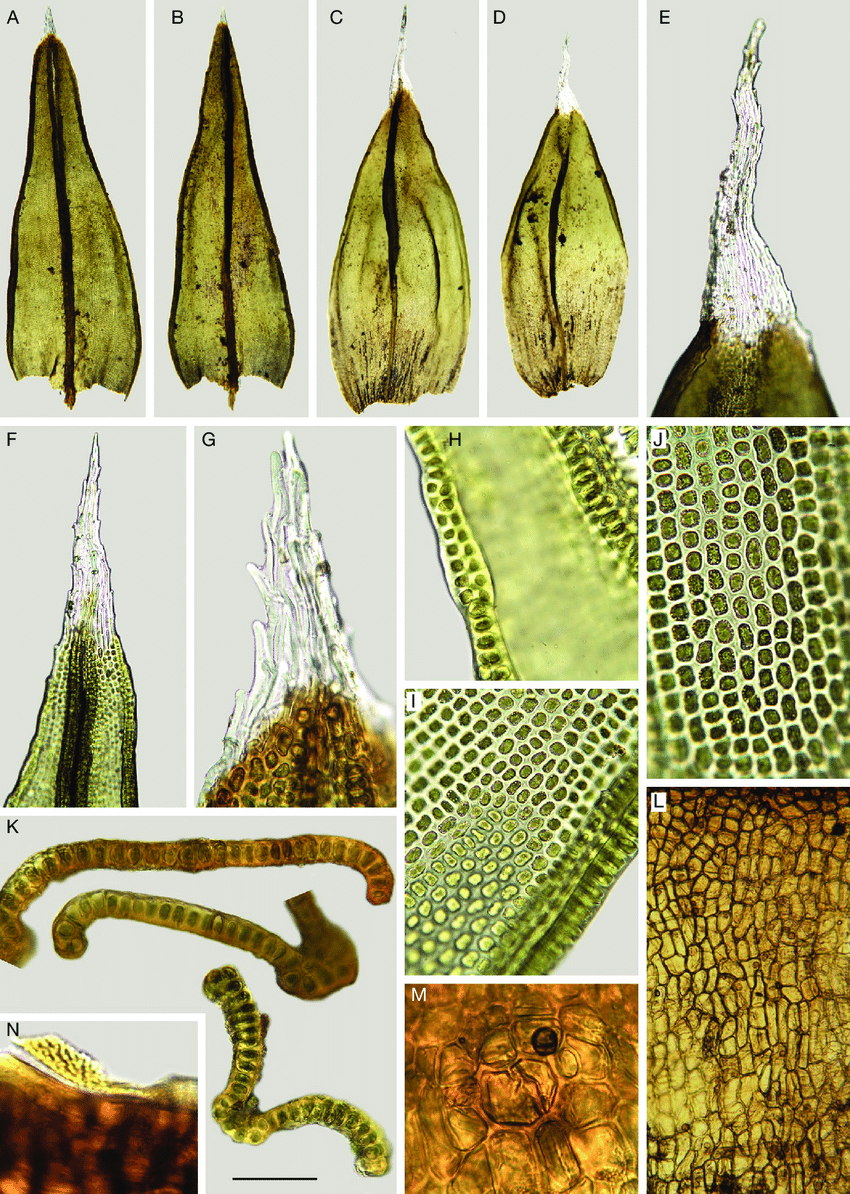 Schistidium-flaccidum-De-Not-Ochyra-A-B-vegetative-leaves-C-D-perichaetial.png