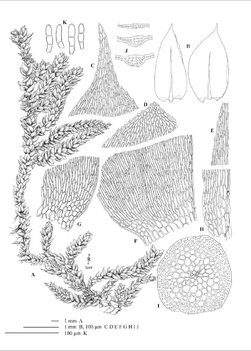 Scleropodium-touretii-Drawn-moist-A-Vegetative-shoot-B-Leaves-C-D-Variation-in.png