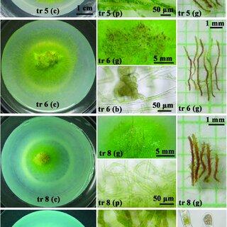 Scopelophila-cataractae-grown-on-MH-basal-medium-3-sucrose-with-different_Q320.jpg