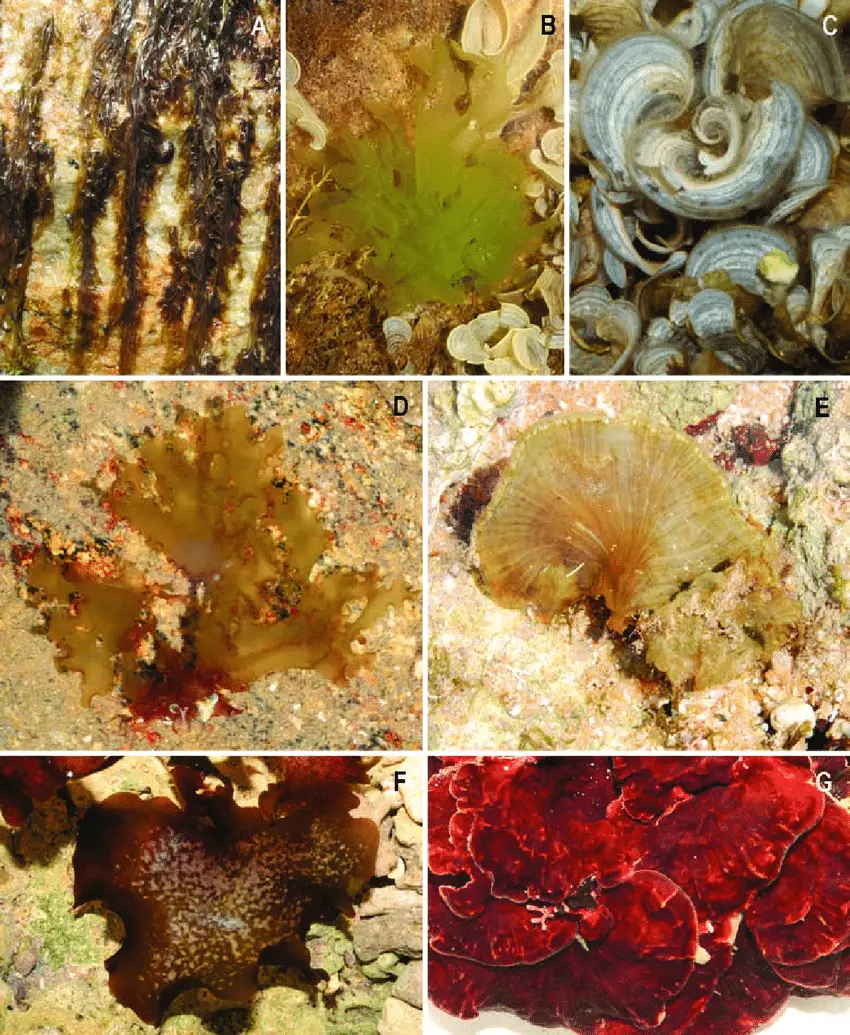 Seaweed-morphology-blades-A-B-Blade-like-species-can-be-very-thin-and-membranous-a.png