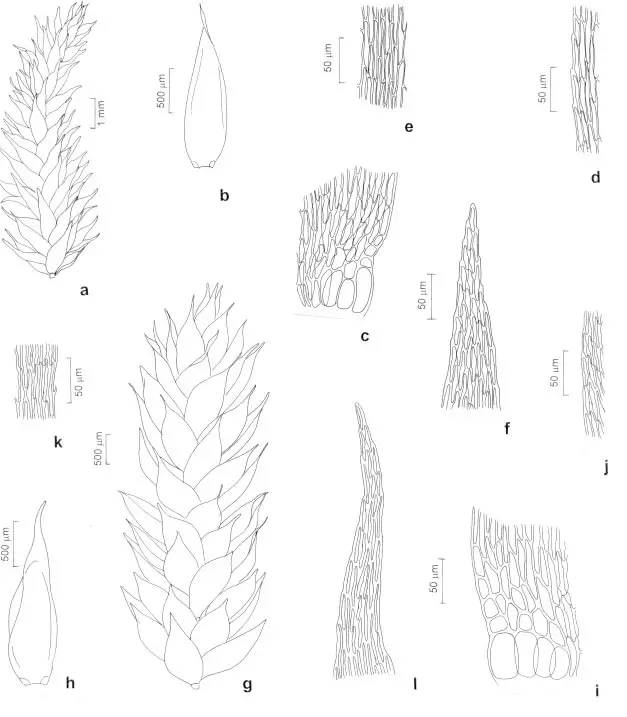 Sematophyllaceae-a-f-Sematophyllum-adnatum-Michx-E-Britton-a-Aspect-of-the.png