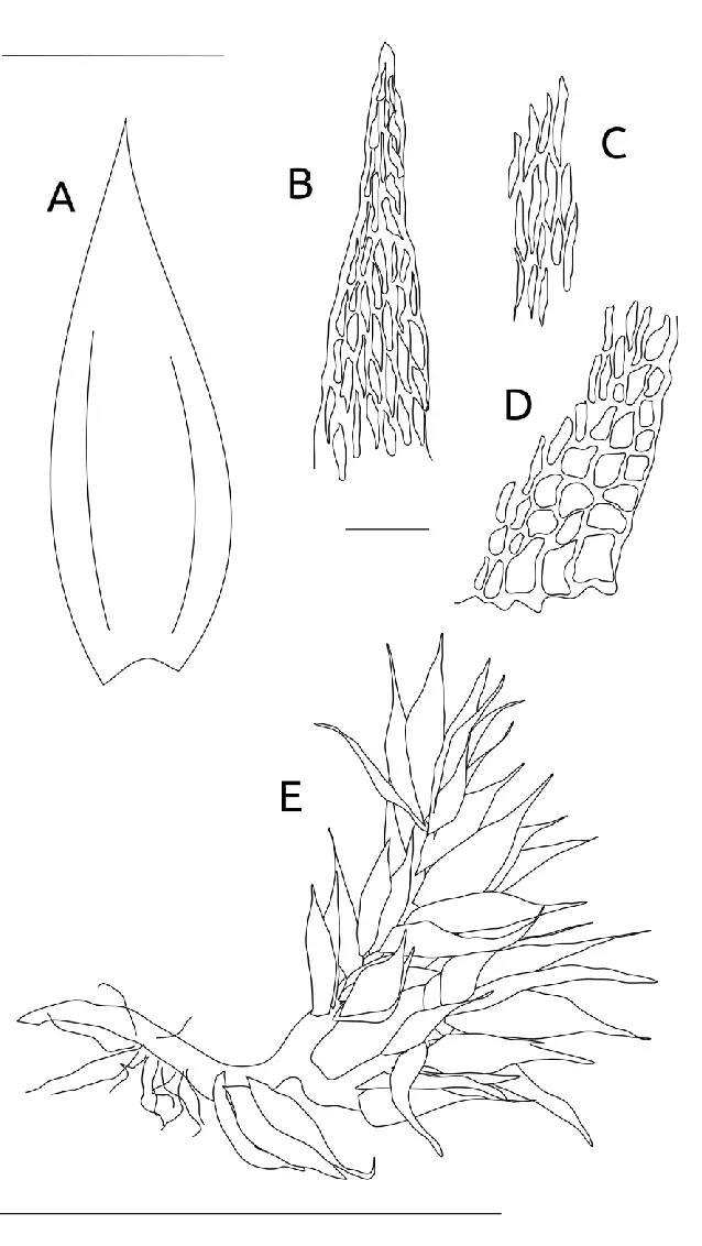 Sematophyllum-adnatum-Michx-E-Britton-A-Filidio-B-Apice-del-filidio-C-Celulas.png