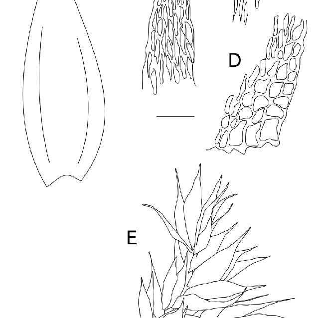 Sematophyllum-adnatum-Michx-E-Britton-A-Filidio-B-Apice-del-filidio-C-Celulas_Q640.jpg