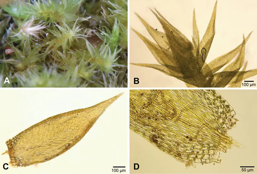 Sematophyllum-brachycarpum-A-Plants-B-Typical-shoot-with-leaves-C-Leaf-D-Leaf-base-with.png
