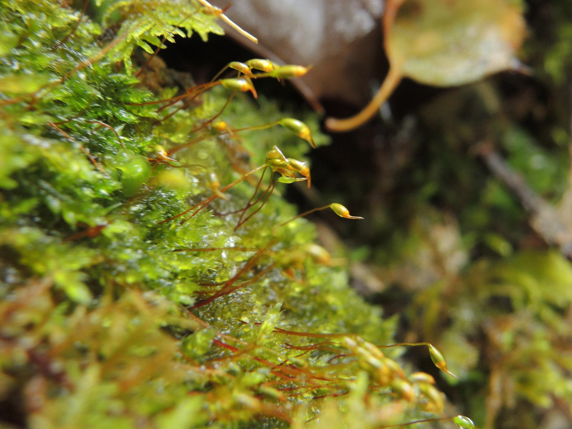 Sematophyllum-demissum-fruiting.jpg