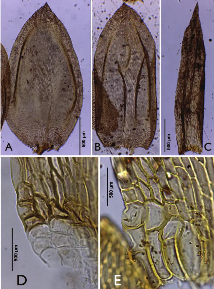Sematophyllum-magillianum-holotype-A-B-Stem-leaves-C-Perichaetial-leaf-D-E.png