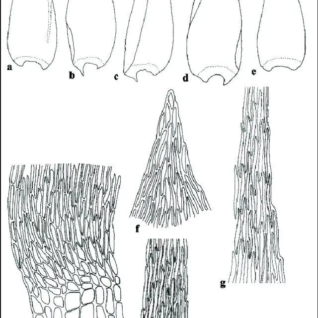 Sematophyllum-subhumile-M-Fleisch-a-d-stem-leaves-e-branch-leaf-f-i-cell_Q640.jpg