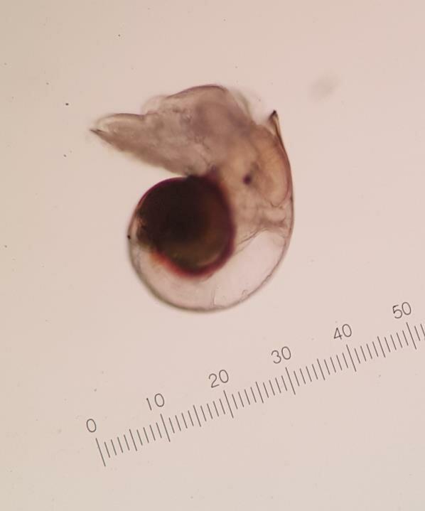 Shell-length-of-an-S-australis-larvae-nearing-competence-measured-beneath-a-compound.png