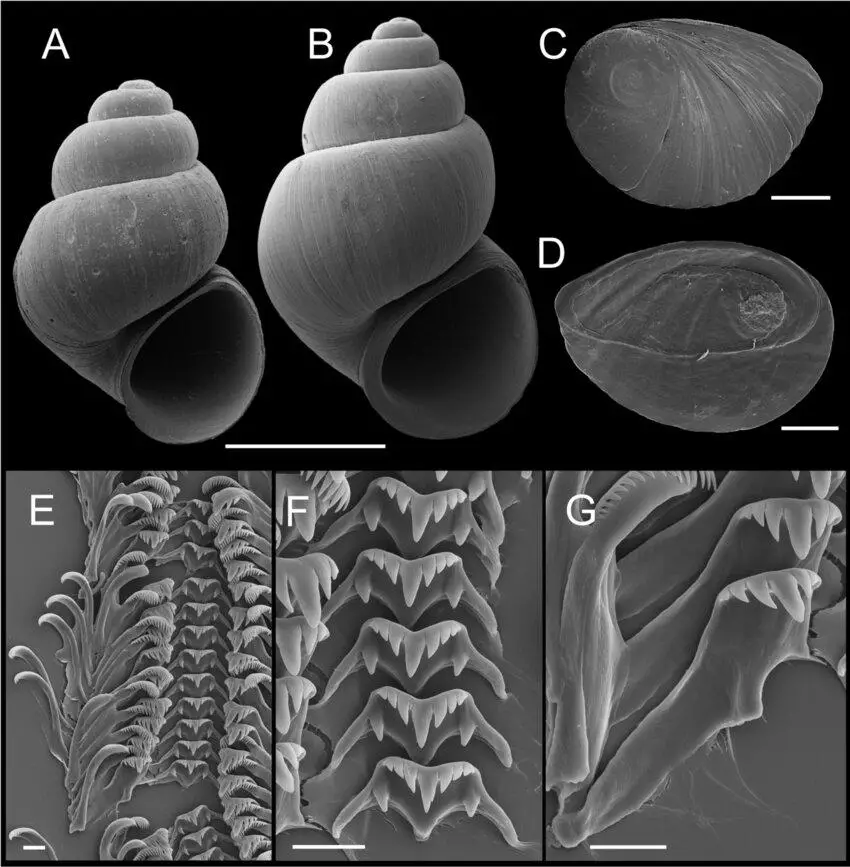 Shells-opercula-and-radula-P-ojaiensis-sp-n-A-Holotype-SBMNH-74347-B-C-Opercula.png