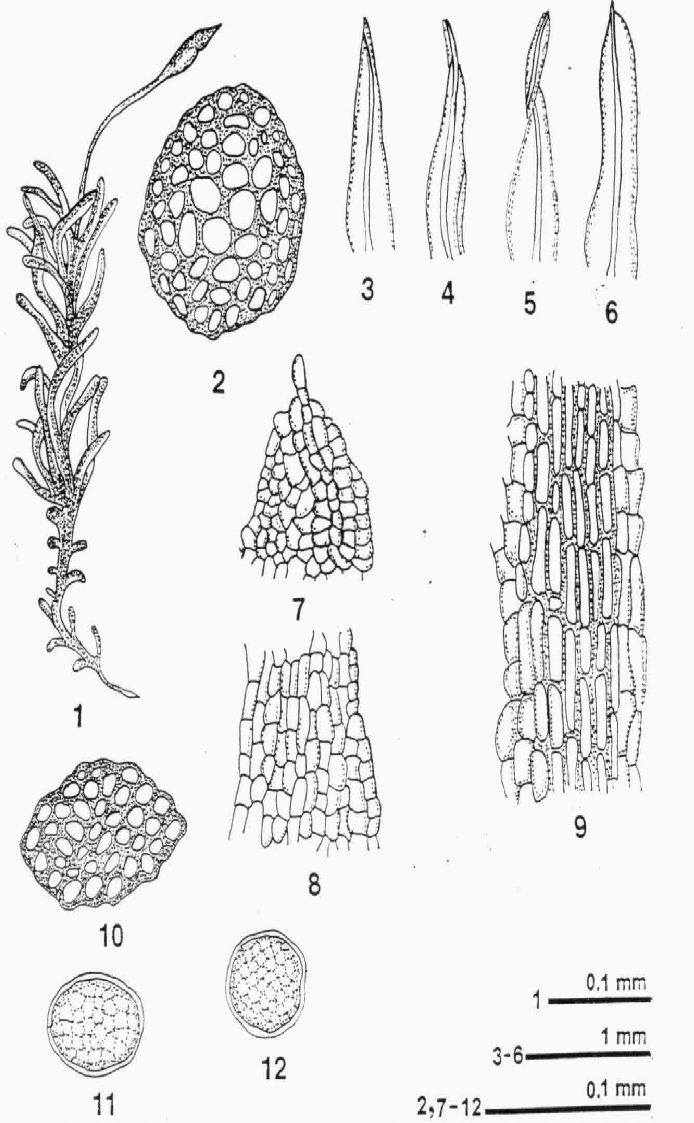 Showing-Different-parts-of-the-genus-Octoblepharum-albium-Hedw-Number-1-12-1-Plant.png