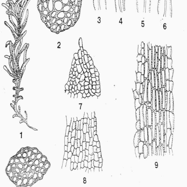Showing-Different-parts-of-the-genus-Octoblepharum-albium-Hedw-Number-1-12-1-Plant_Q640.jpg