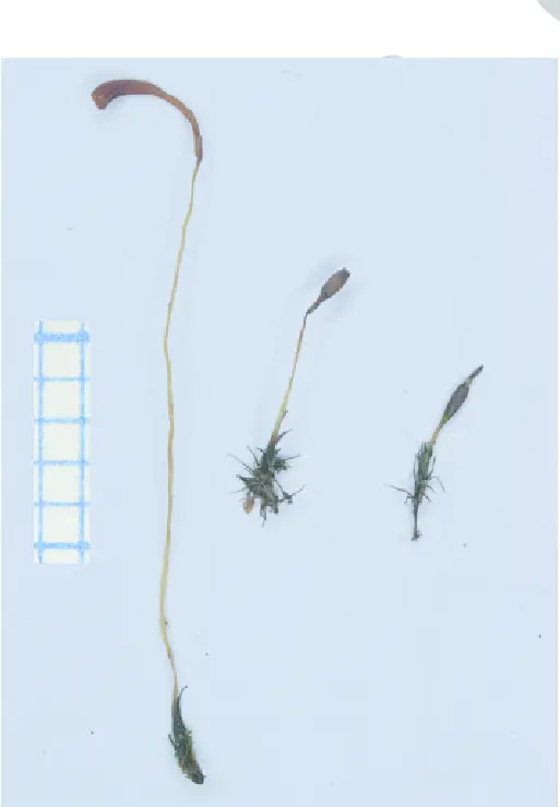 Single-plants-of-Trematodon-ambiguus-left-Bruchia-vogesiaca-right-and-their-hybrid.png