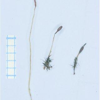 Single-plants-of-Trematodon-ambiguus-left-Bruchia-vogesiaca-right-and-their-hybrid_Q320.jpg