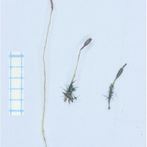 Single-plants-of-Trematodon-ambiguus-left-Bruchia-vogesiaca-right-and-their-hybrid_Q640.jpg
