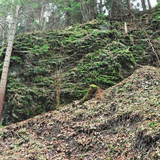 Site-of-Thamnobryum-neckeroides-on-shady-limestone-rock-in-the-Bialy-Potok-stream-valley_Q640.jpg