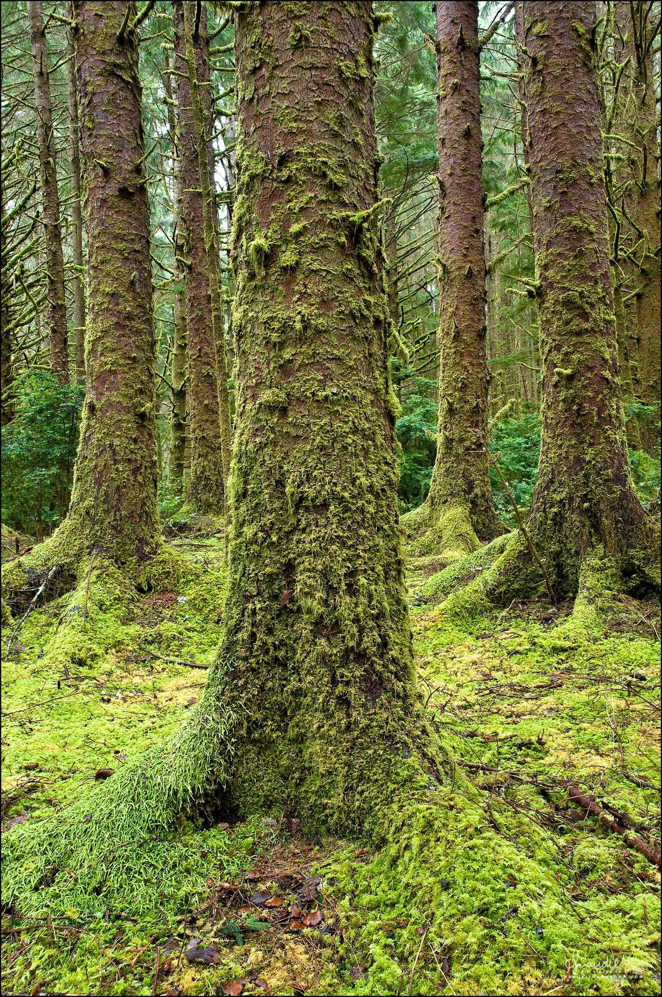 Sitka-Spruce-Siuslaw-National-Forest-Oregon-Coast-Range-319-096-263.jpg