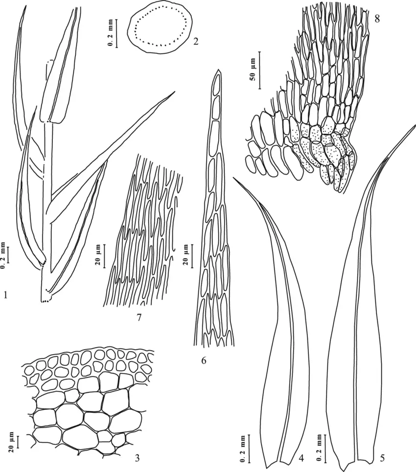 Sketch-of-morphology-and-anatomy-of-Drepanocladus-longifolius-1-portion-of-plant-2.png