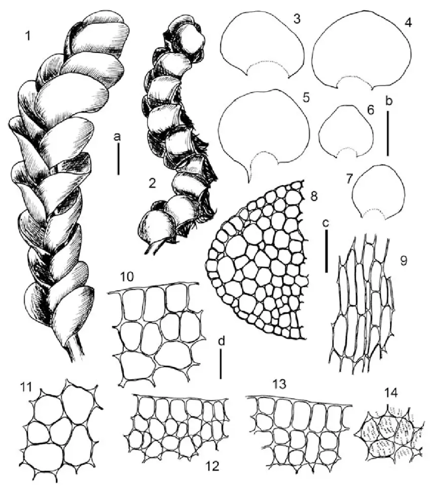 Solenostoma-fusiforme-Steph-R-M-Schust-1-2-plant-habit-3-7-leaves-8-stem.png