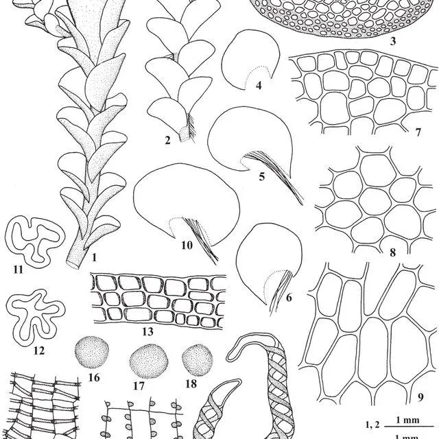 Solenostoma-fusiforme-Steph-RMSchust-1-A-portion-of-plant-in-dorsal-view-2-The_Q640.jpg