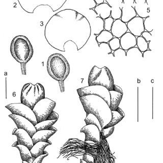 Solenostoma-marcescens-Mitt-Bakalin-1-antheridium-2-3-male-bracts-4-leaf-margin_Q320.jpg
