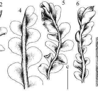Solenostoma-rishiriense-Amak-1-3-1-sterile-plant-2-perianthous-plant-3-midleaf_Q320.jpg