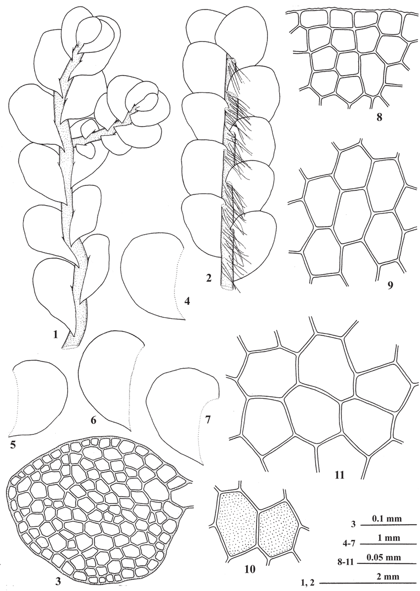Solenostoma-vulcanicola-Schiffn-Vana-Hentschel-Heinrichs-1-A-portion-of-plant-in.png