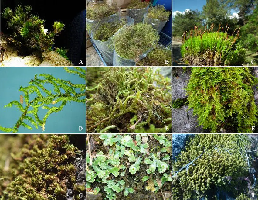 Some-bryophytes-species-used-in-Mexico-with-ceremonial-A-Campylopus-sp-B.jpg