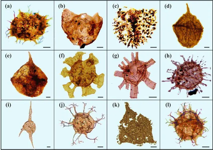 Some-of-the-recorded-dinocysts-from-the-Sarcheshmeh-Sr-and-Sanghaneh-Sn.jpg