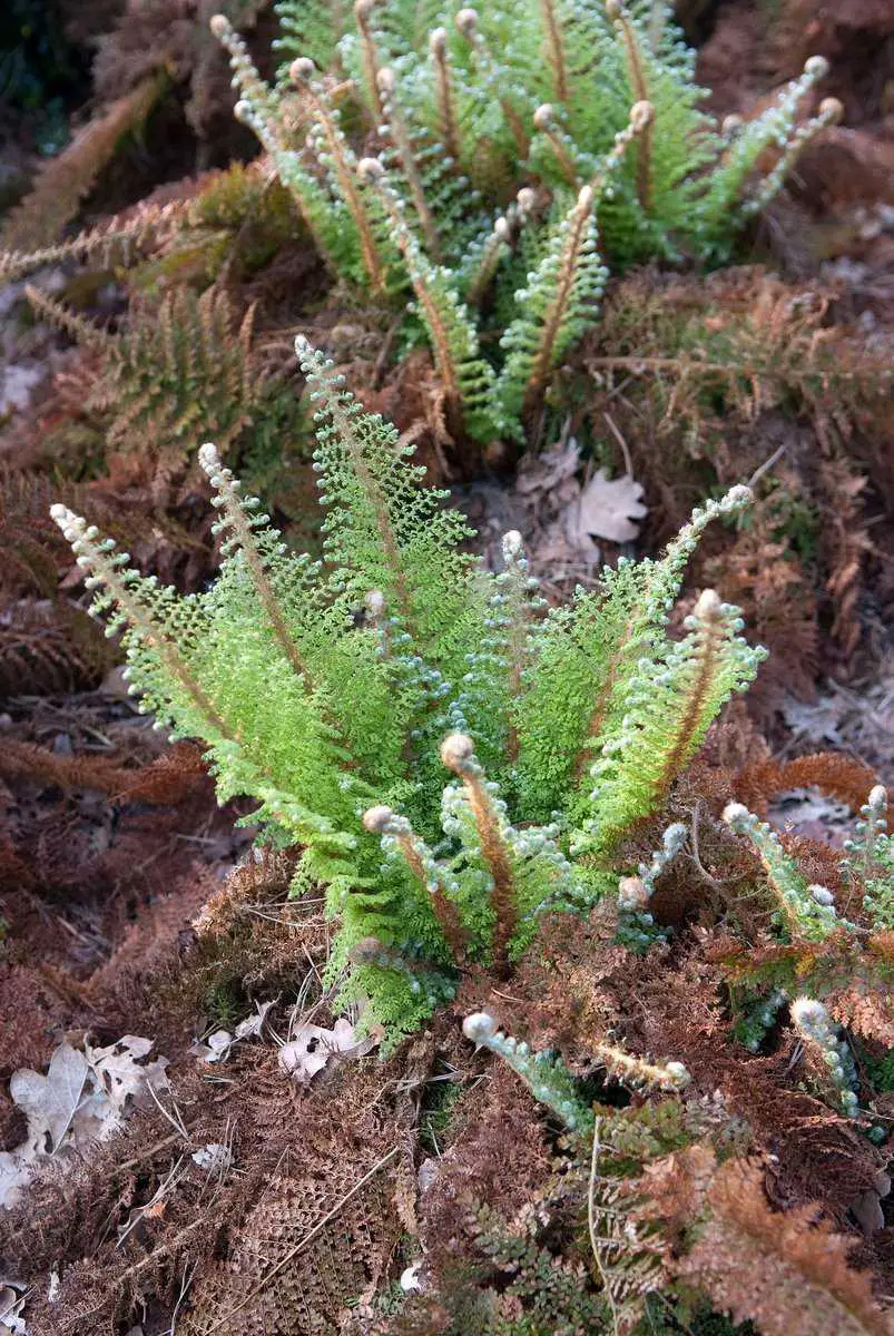 Sorte-Polystichum-setiferum-Plumosum-Densum.jpg