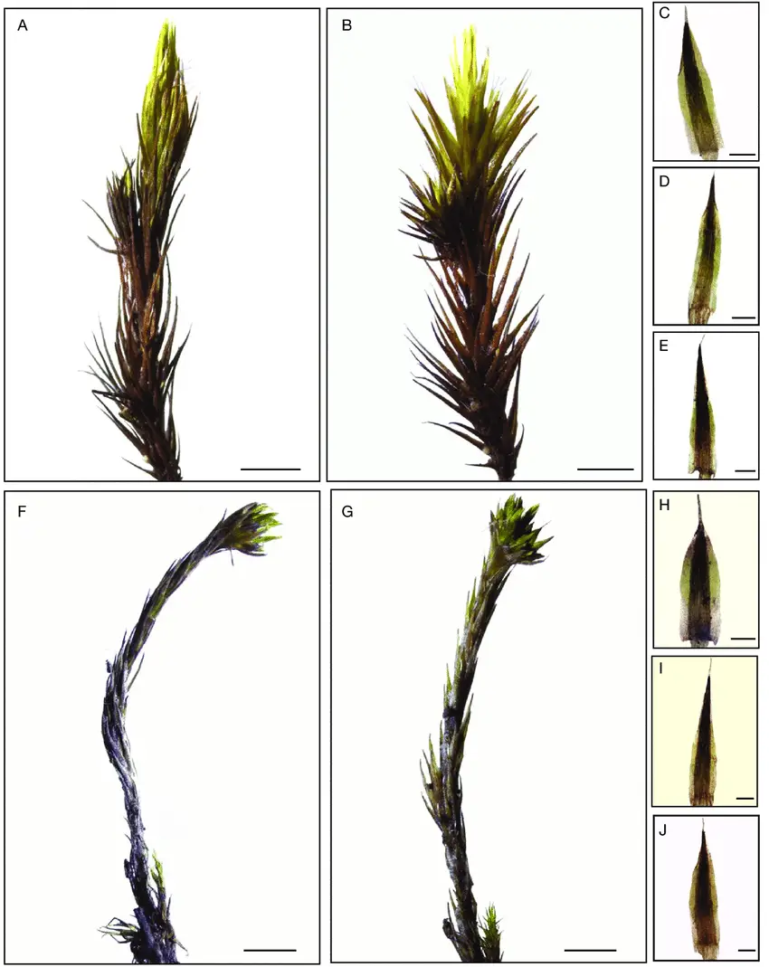 Species-analyzed-A-E-Campylopus-lamellatus-Mont-F-J-Campylopus-julaceus-A-Jaeger.png