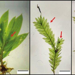 Species-studied-with-their-respective-sexual-systems-A-Fissidens-scariosus_Q320.jpg