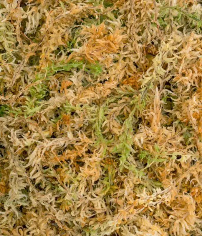 Sphagnum-Moss.jpg