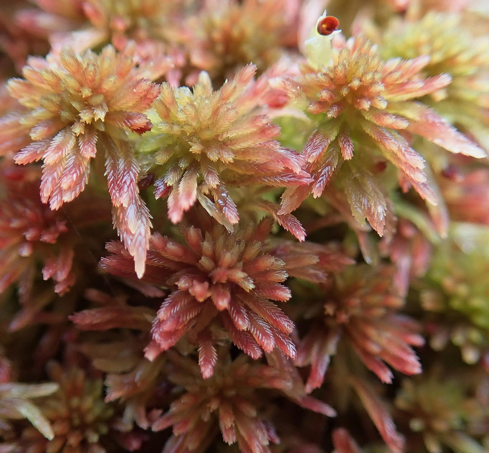 Sphagnum-capillifolium-rubellum-1020.jpg