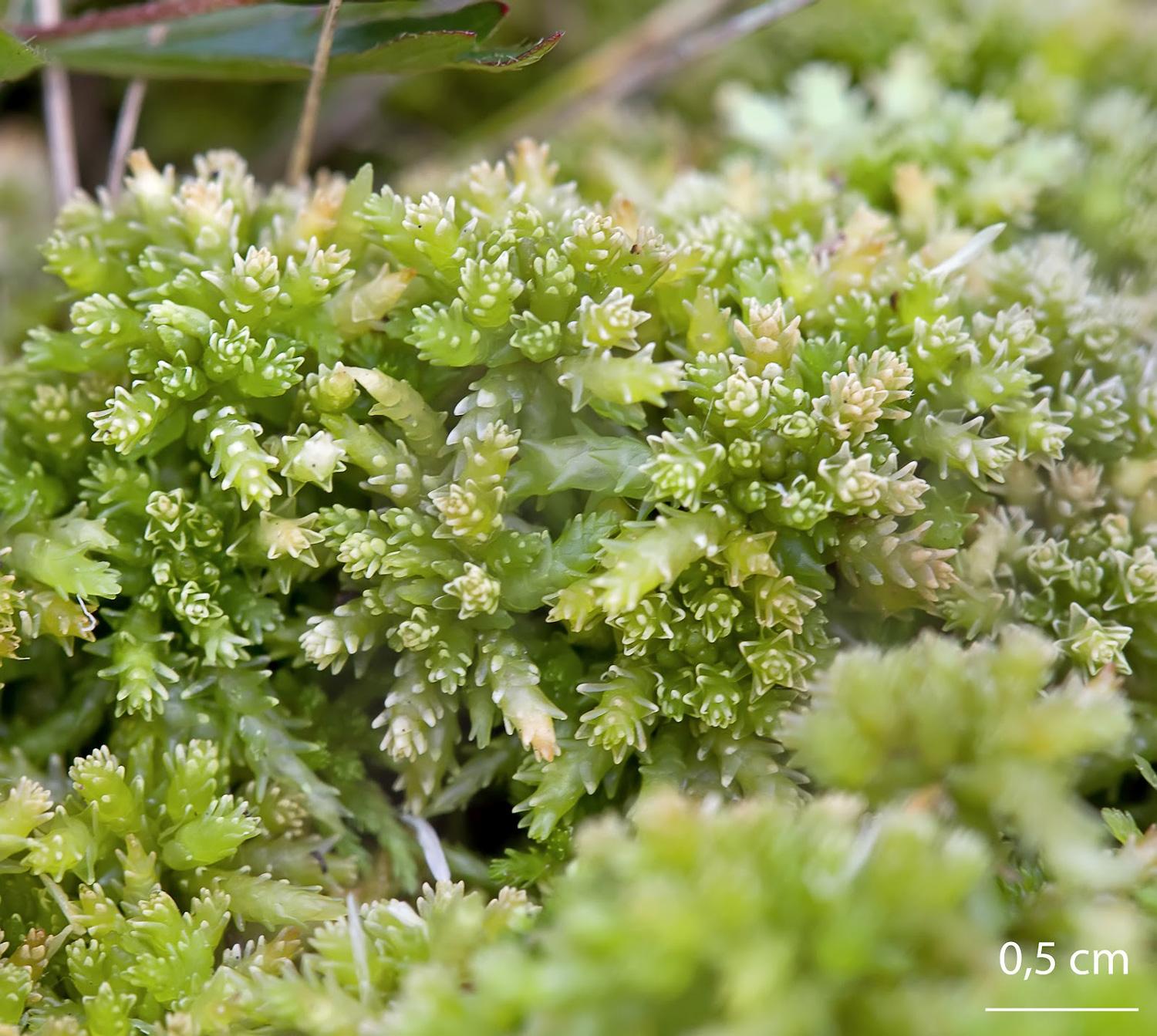 Sphagnum-compactum-moss.jpg