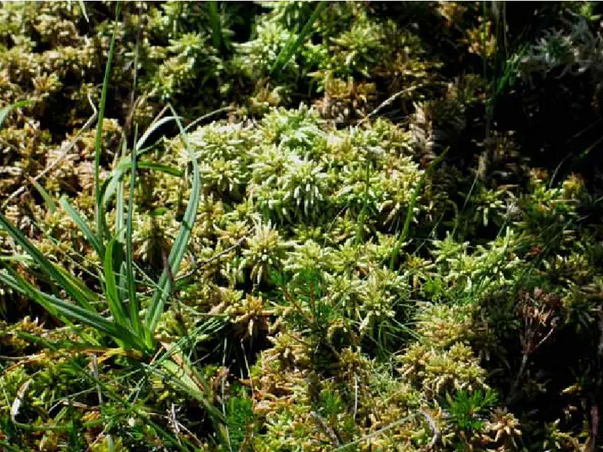 Sphagnum-papillosum-growing-at-the-study-site.png