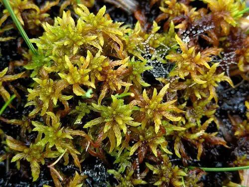 Sphagnum-subsecundum-showing-spider-webs-Photo-by-Michael-Lueth.jpg