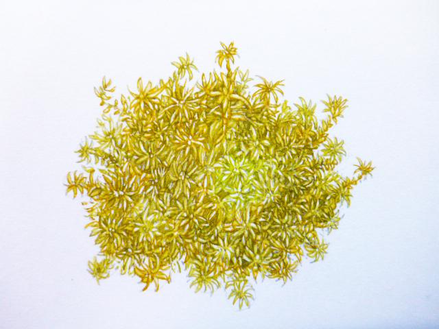 Sphagnum-tenellum-botanical-moss-illustration-by-Lizzie-Harper4.jpg