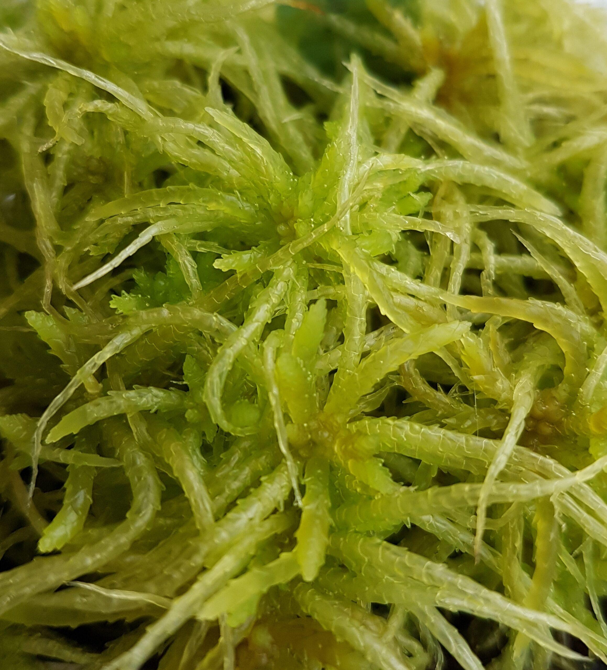 Sphagnum_cristatum-scaled-e1590756405797.jpg