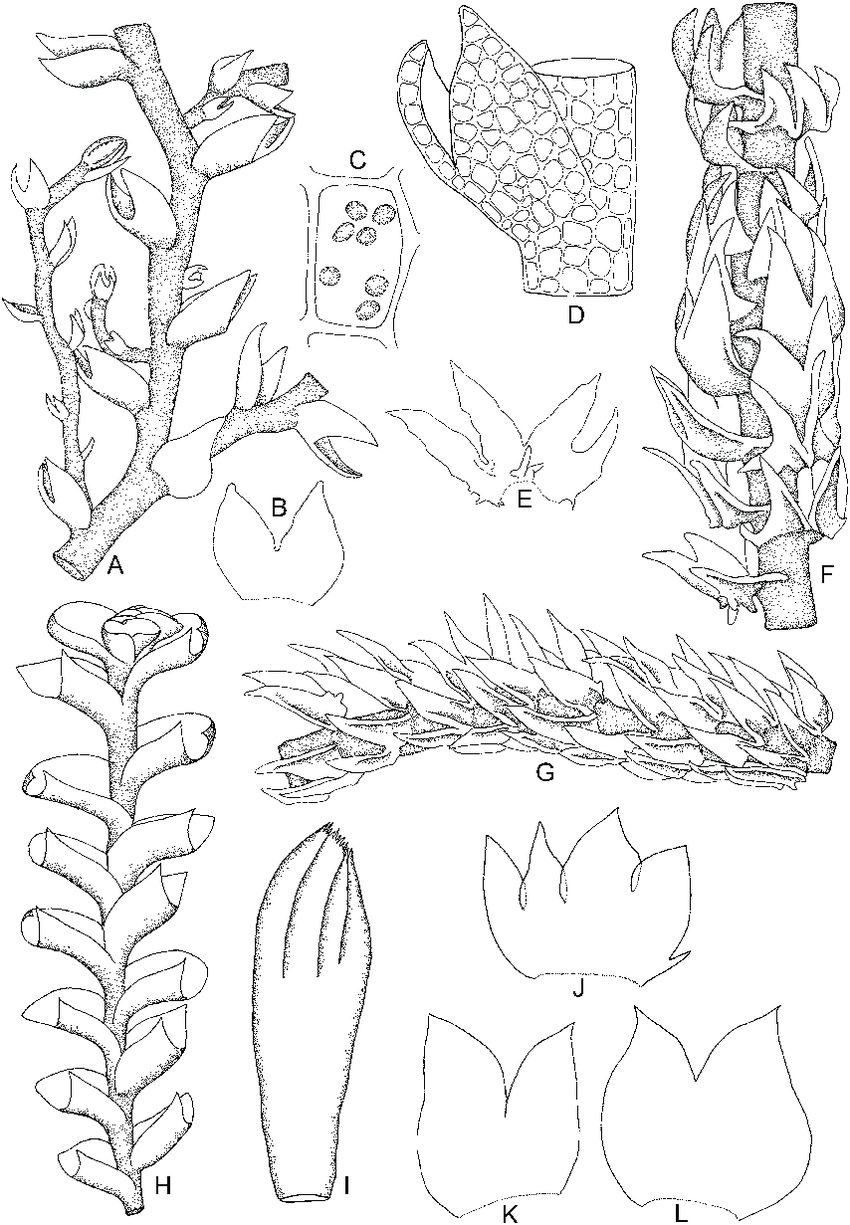 Sphenolobopsis-pearsonii-Spruce-RMSchust-A-Part-of-plant-B-Leaf-C-Median-leaf.png