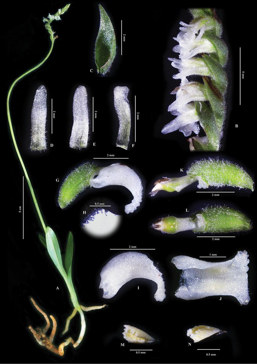 Spiranthes-himalayensis-Survesw-Kumar-Mei-Sun-sp-nov-A-Complete-plant-B.png