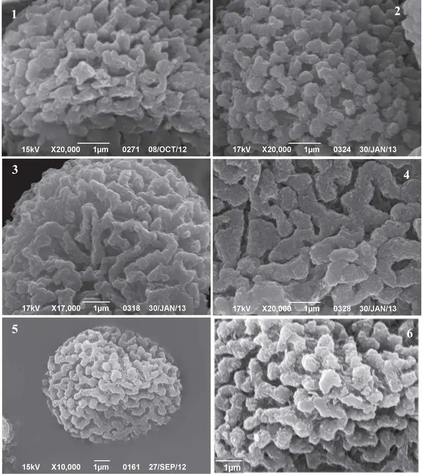 Spore-surface-structure-of-Cephalozia-leucantha-1-C-catenulata-s-str-2-C.png