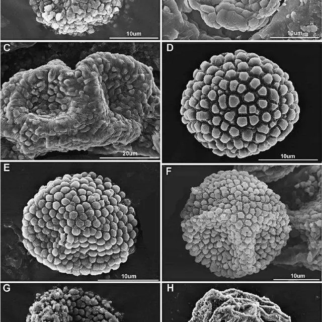 Spores-of-Asian-species-of-Ulota-A-U-robusta-B-U-drummondii-C-U-eurystoma_Q640.jpg