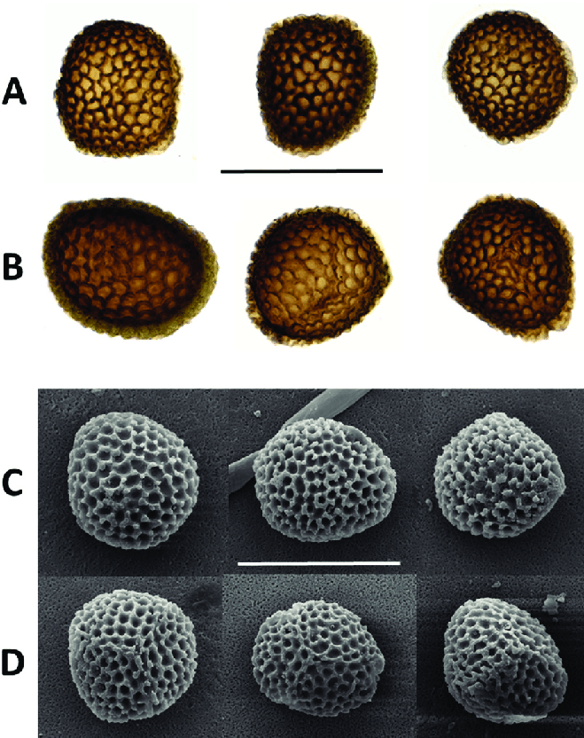 Spores-of-Riccia-atromarginata-from-Podgorica-A-distal-view-light-microscope-B-proximal.png